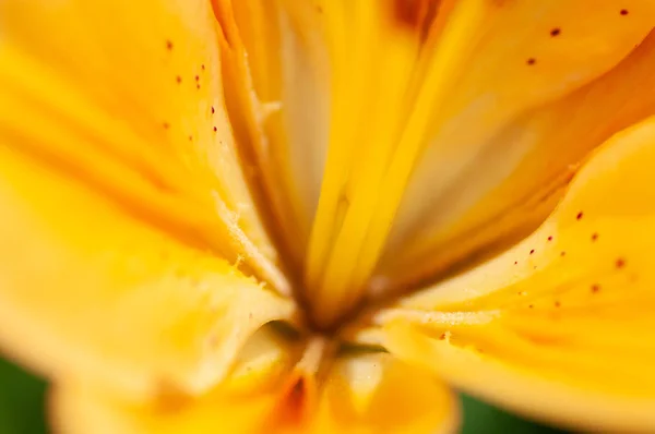 Macro photography of the inside of an orange lily flower, with visible pollen, outdoors on a sunny summer day — 스톡 사진