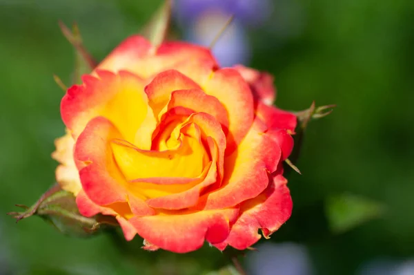 Zbliżenie kwitnący pomarańczowy i żółty róża — Zdjęcie stockowe