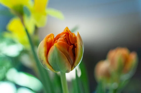 Beautiful orange and yellow tulip on light Flower background — 스톡 사진