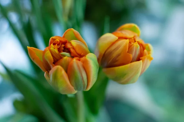 Two Beautiful orange and yellow tulips on light Flower background — 스톡 사진
