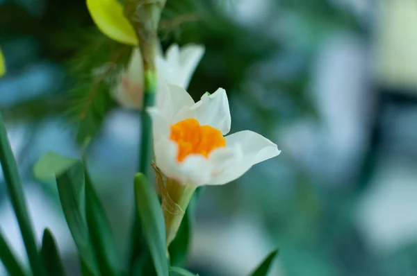 Bunch of Narcissus white corolla with a central orange corona — Stockfoto