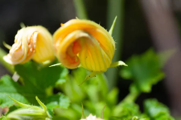 Home Cultivada Calabacín Amarillo Orgánico Creciendo Una Planta Una Parcela — Foto de Stock