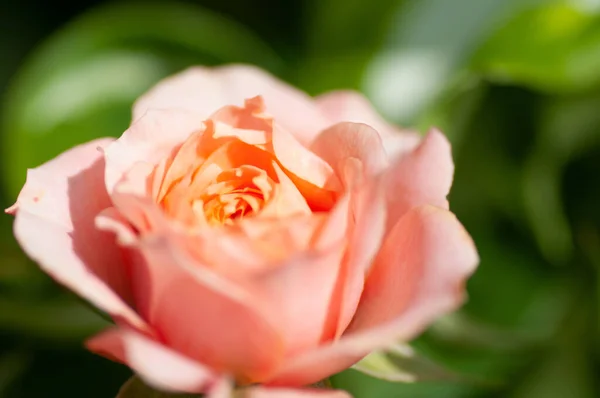 Róża różowa herbata z płatkami frotte w ogrodzie — Zdjęcie stockowe