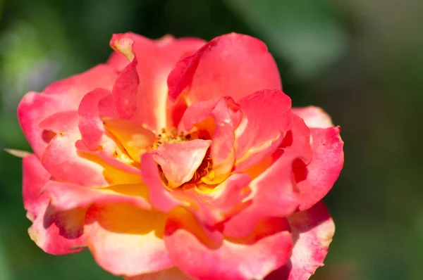 Closeup of a blooming orange and yellow rose — Stock Photo, Image