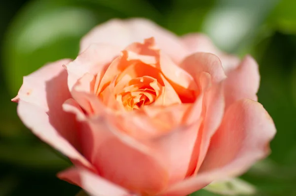 Róża różowa herbata z płatkami frotte w ogrodzie — Zdjęcie stockowe