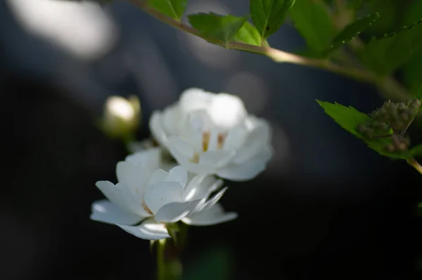 Duas Pequenas Flores Rosas Brancas Florescendo Fundo Borrão Escuro Jardim — Fotografia de Stock