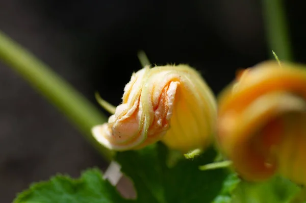 Flores amarillas de Home Grown Calabacín amarillo orgánico Creciendo en una planta en una parcela en el jardín , —  Fotos de Stock