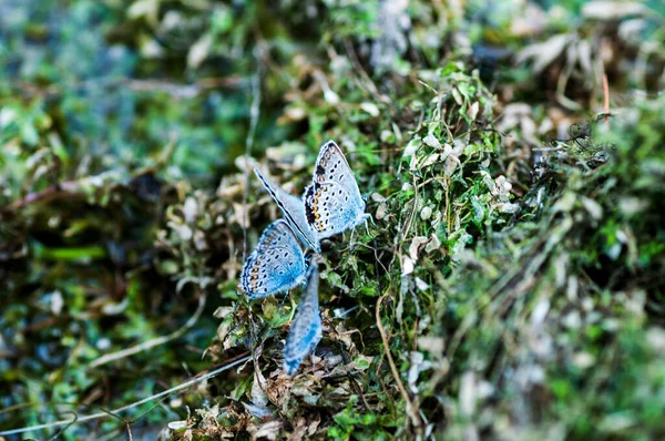 Lycaenidae borboletas em solo molhado perto do lago em Novosibirsk, Rússia — Fotografia de Stock