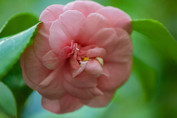 Blossoms of pink camellia , Camellia japonica in garden — Stock Photo, Image