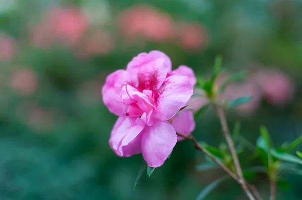 Closeup Single Beautiful Pink Flower Rhododendron — Stock Photo, Image