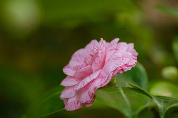 Flores Camelia Rosa Camellia Japonica Jardín — Foto de Stock