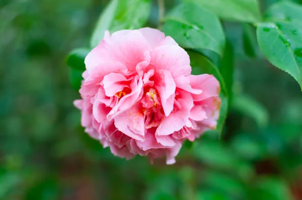 Blossoms of pink camellia , Camellia japonica in garden — Stock Photo, Image