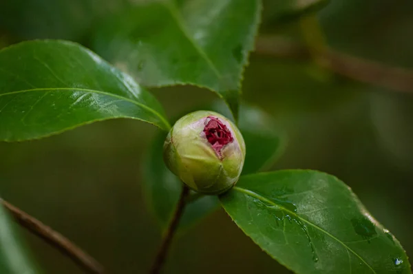 Blommor av rosa kamelia, knopp av Camellia japonica i trädgården — Stockfoto