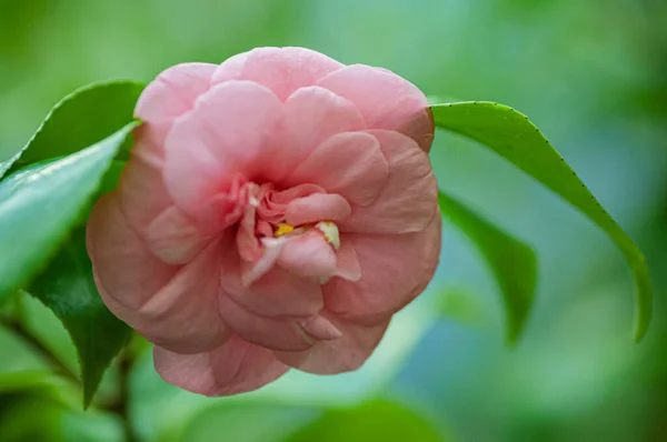 Blossoms Pink Camellia Camellia Japonica Garden — Stock Photo, Image