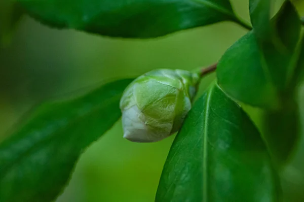 Flor Camelia Blanca Brote Camellia Japonica Con Hojas Verdes Detrás —  Fotos de Stock