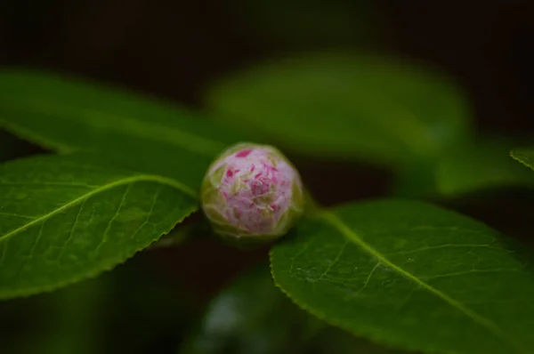 Flores Camélia Rosa Broto Camellia Japonica Jardim — Fotografia de Stock