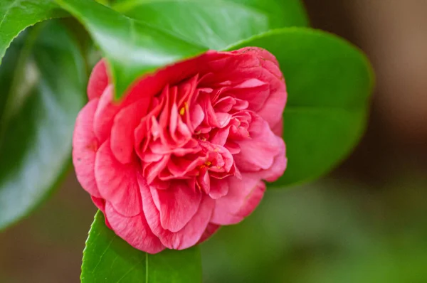 Blossoms Pink Camellia Camellia Japonica Garden — Stock Photo, Image