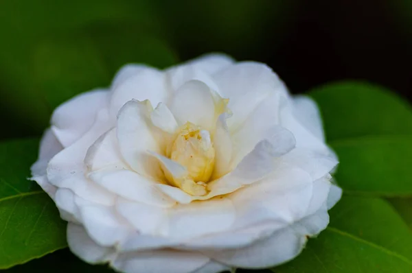 Kwiat Białej Kamelii Camellia Japonica Zielonymi Liśćmi — Zdjęcie stockowe