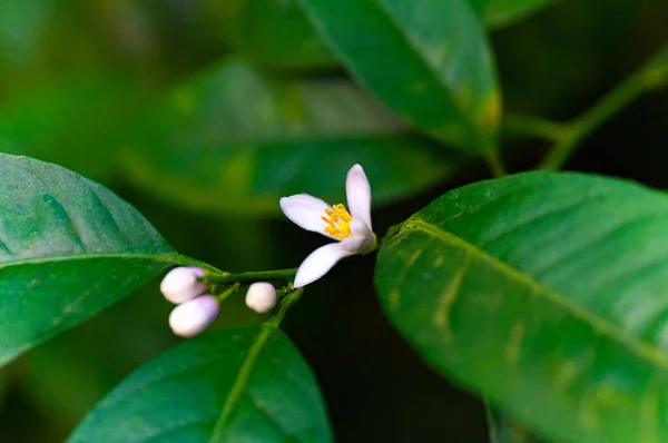 Εσπεριδοειδή Λουλούδια Λεμονιά Άνθη Εσπεριδοειδών — Φωτογραφία Αρχείου