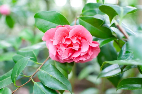 Blossoms Pink Camellia Camellia Japonica Garden — Stock Photo, Image