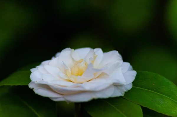 Kwiat Białej Kamelii Camellia Japonica Zielonymi Liśćmi — Zdjęcie stockowe