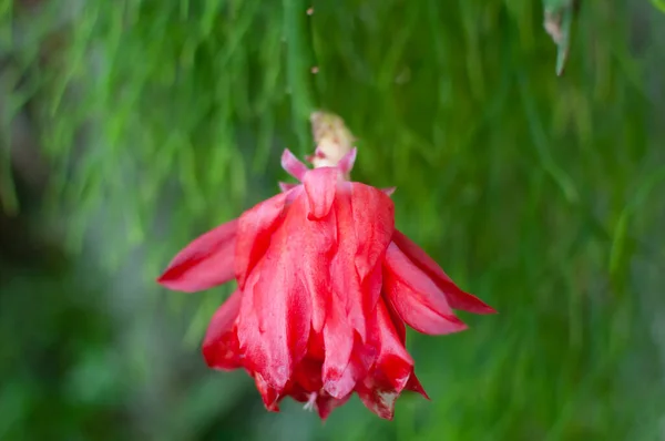 에피 필 룸 꽃의 커다란 붉은 꽃봉오리. 선인장 을묘사 하기 위한 식물학적 대보 도 사진 — 스톡 사진
