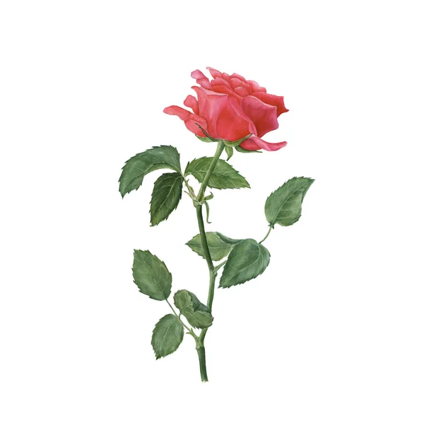 Βοτανική ακουαρέλα απεικόνιση του κόκκινου τριαντάφυλλου που απομονώνονται σε λευκό φόντο — Φωτογραφία Αρχείου