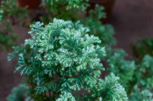 Originale texture calma di Juniperus naturale. Blu con sfondo verde di aghi poco profondi. macrofotografia botanica per illustrazione di Juniperus — Foto Stock