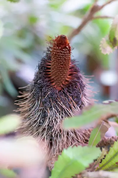 Sawtooth Banksia Tree. Vieja flor en el jardín —  Fotos de Stock