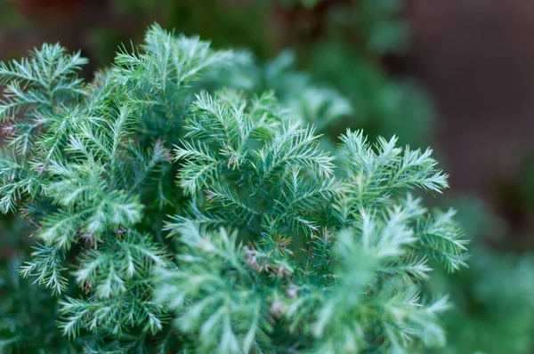 Originale texture calma di Juniperus naturale. Blu con sfondo verde di aghi poco profondi. macrofotografia botanica per illustrazione di Juniperus — Foto Stock