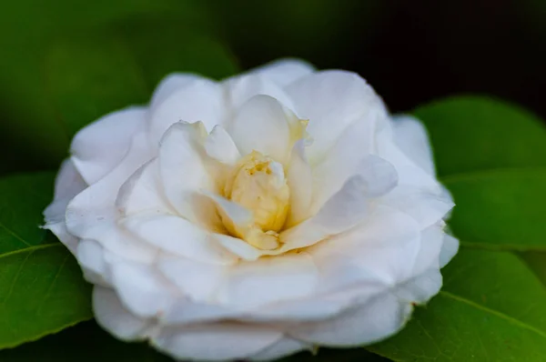 Kwiat białej kamelii, Camellia japonica z zielonymi liśćmi — Zdjęcie stockowe