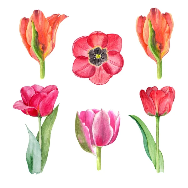 水彩チューリップセット、春の花の手描きイラスト、白い背景に孤立した花の要素 — ストック写真