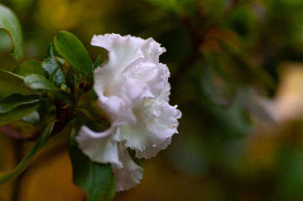 Closeup Many Beautiful White Flowers Rhododendron — Stock Photo, Image