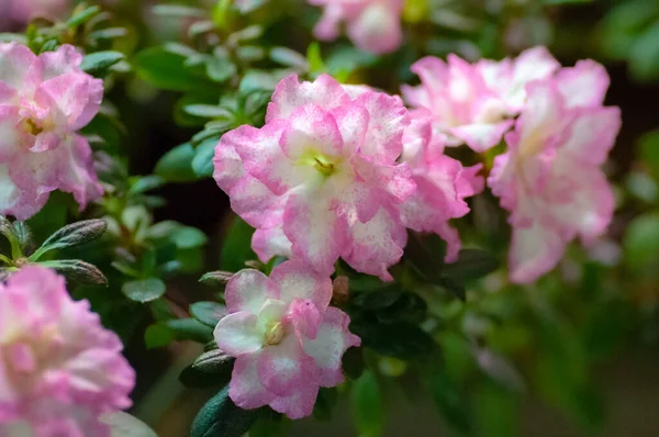 Primer Plano Muchas Flores Blancas Hermosas Con Bordes Rosados Rhododendron — Foto de Stock