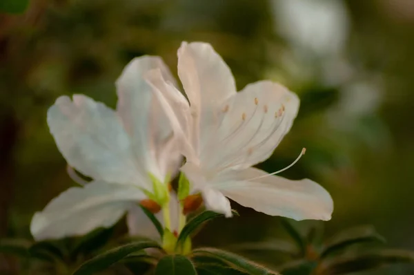 Feche Duas Belas Flores Brancas Rhododendron — Fotografia de Stock