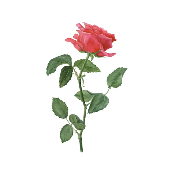 Botanische Aquarell Illustration Der Roten Rose Isoliert Auf Weißem Hintergrund — Stockvektor