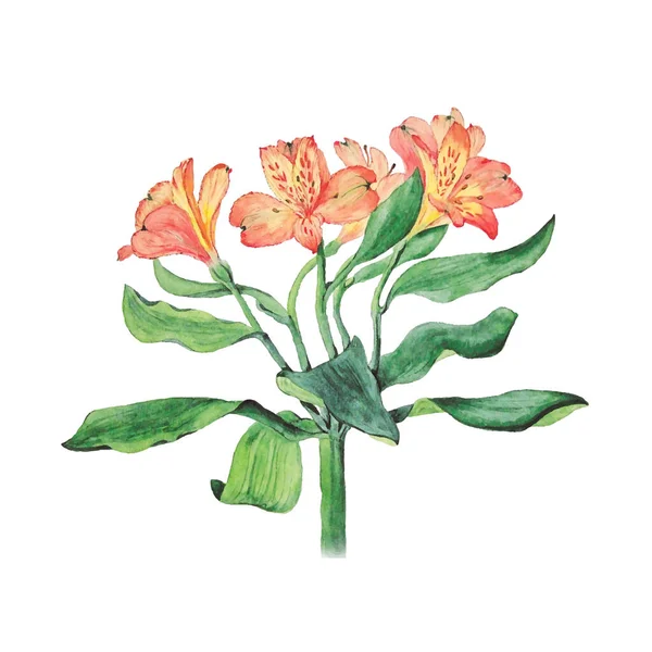 白い背景に描かれたアロステメリアの花の植物水彩画 ベクトル ウェブデザイン 化粧品デザイン パッケージ 繊維の装飾として使用することができます — ストックベクタ