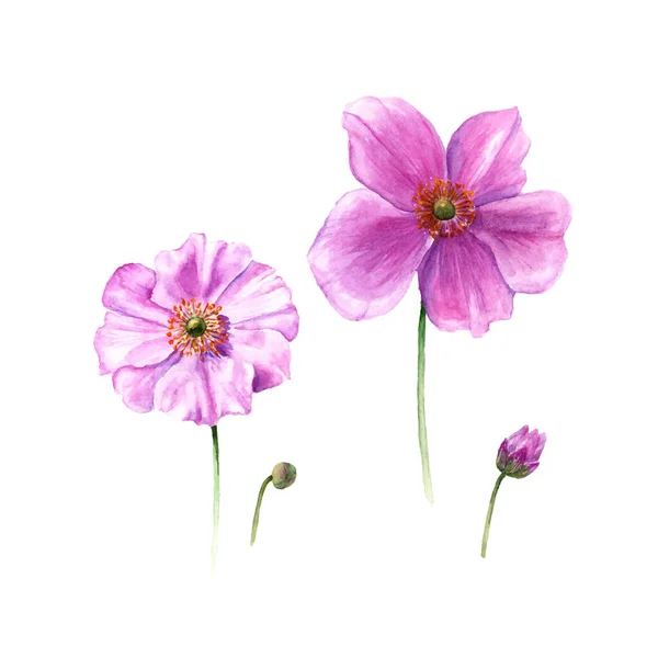 Akvarell Anemon Blommor Och Knoppar Hand Dras Enda Blomma Isolerad — Stock vektor