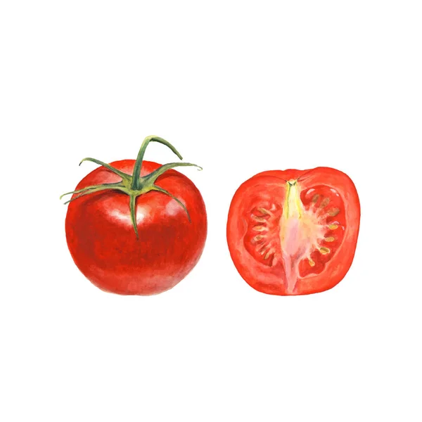 Botanische Aquarell Vektorillustration Von Ganzen Und Geschnittenen Tomaten Auf Weißem — Stockvektor