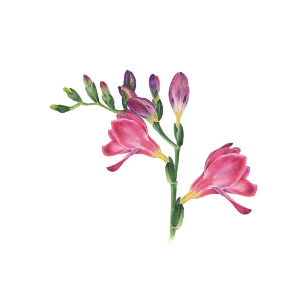 Botaniska Akvarell Vektor Illustration Freesia Vit Bakgrund Kan Användas Som — Stock vektor
