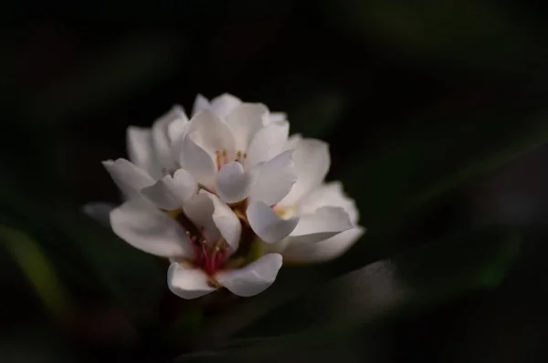 Flores Brancas Contra Fundo Escuro Macrofotografia Botânica Para Ilustração — Fotografia de Stock
