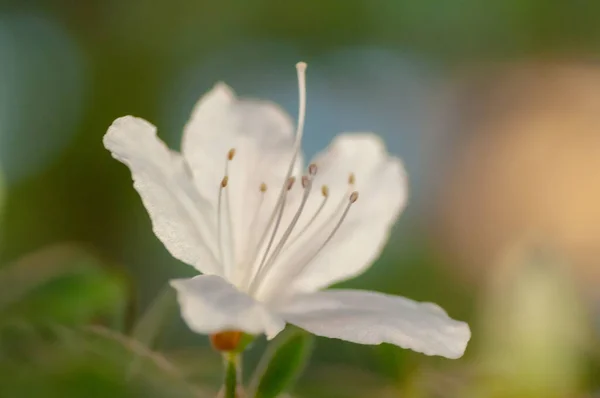 Closeup Belas Flores Brancas Rhododendron — Fotografia de Stock