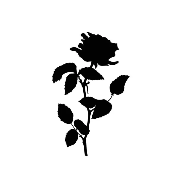 Silhueta Botânica Ilustração Rosa Isolada Sobre Fundo Branco Vector Poderia — Vetor de Stock