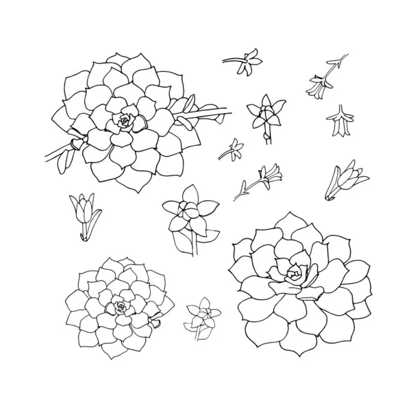 Planta suculenta línea dibujada a mano Ilustración vectorial aislada sobre fondo blanco — Vector de stock