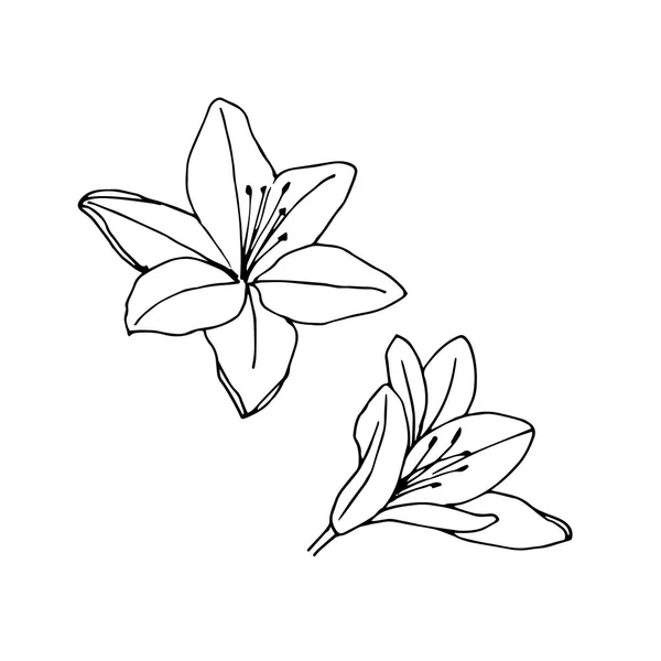 Lily Flowers. Ilustración vectorial aislada sobre fondo blanco — Archivo Imágenes Vectoriales