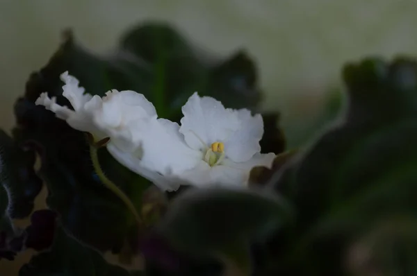Floração Planta Casa Senpolia Branco Flores Brancas Enormes Com Uma — Fotografia de Stock