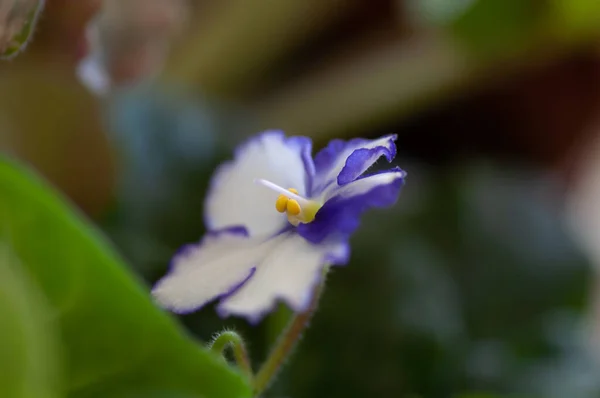 Flowering House Plant White Violet Senpolia Huge White Flowers Blue — Stock Photo, Image
