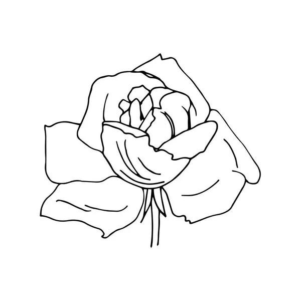 Ilustración rosa. Ilustración vectorial aislada sobre fondo blanco — Vector de stock