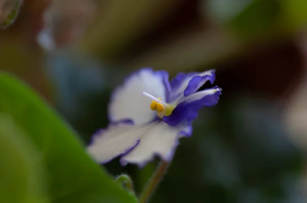 Floração da planta da casa senpolia branca e violeta. Flores brancas enormes com uma borda de renda azul. Folhas acolchoadas verdes escuras — Fotografia de Stock