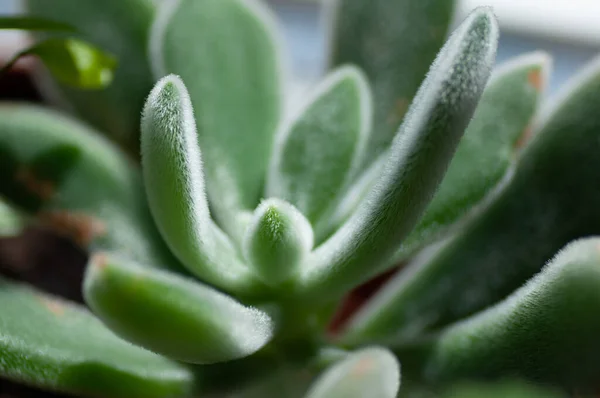 Primer plano de la suculenta planta de Echeveria. Las hojas se comprimen en capas. Plantas suculentas en miniatura cactus suculentos —  Fotos de Stock